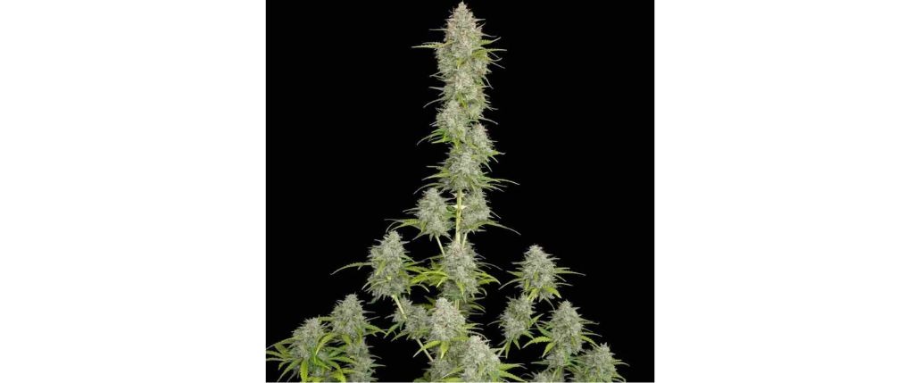 Orange Sherbert Auto