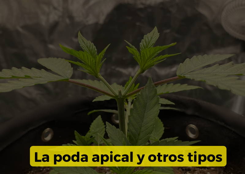 Todo sobre la poda apical