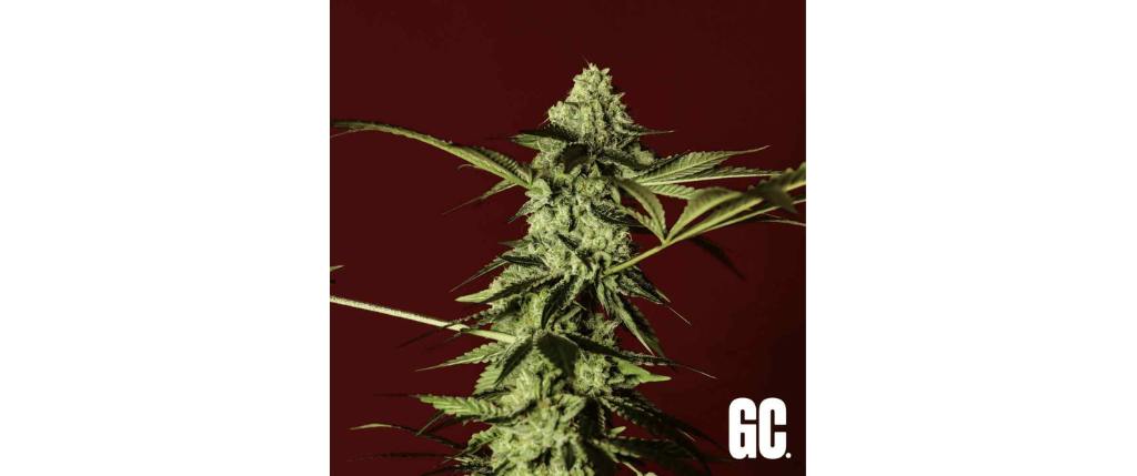 Red Prince Grand Cru Genetics