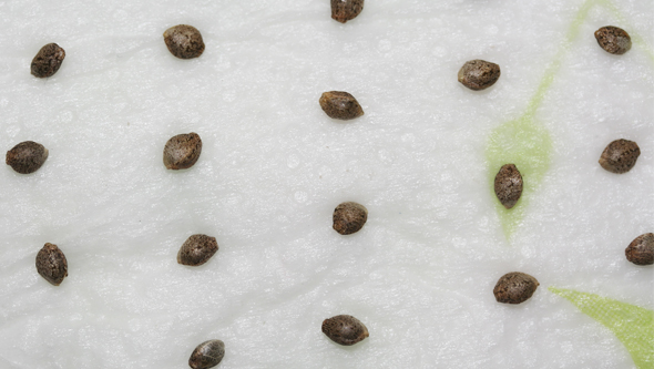Cómo germinar semillas de marihuana - Mr. Hide Seeds®