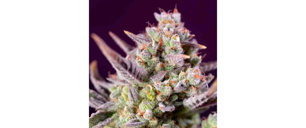 Sweet Zenzatoion XL Auto