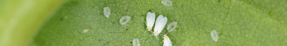 Plaga de mosca blanca