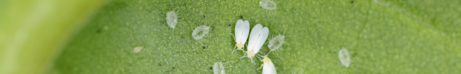 Tipos de plagas y cómo combatirlas Mosca Blanca