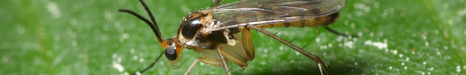 Plaga de mosca del mantillo