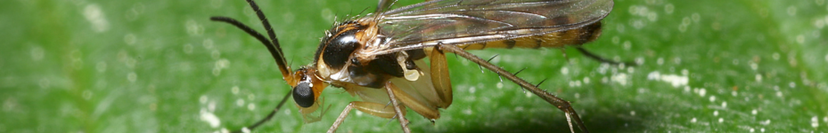 Tipos de plagas y cómo combatirlas Mosca del mantillo