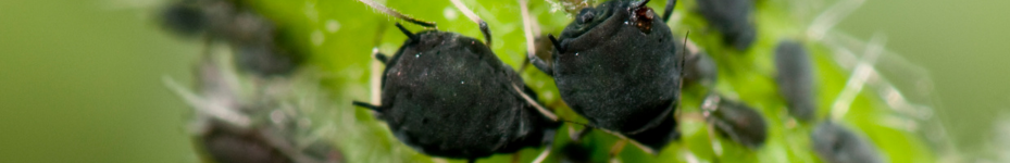 Plaga de pulgón