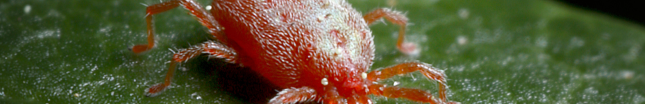Plaga de araña roja