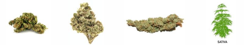 Variedades de marihuana sativa