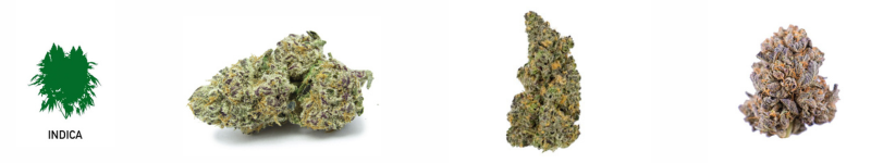 Variedades de marihuana Sativa