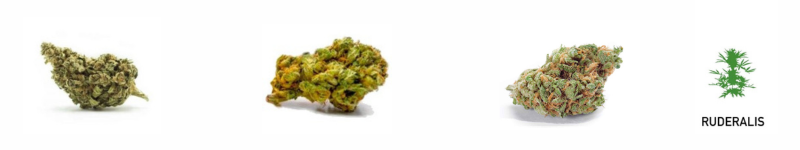 Variedades de marihuana Ruderalis