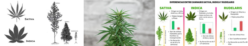 Clasificación de tipos de marihuana
