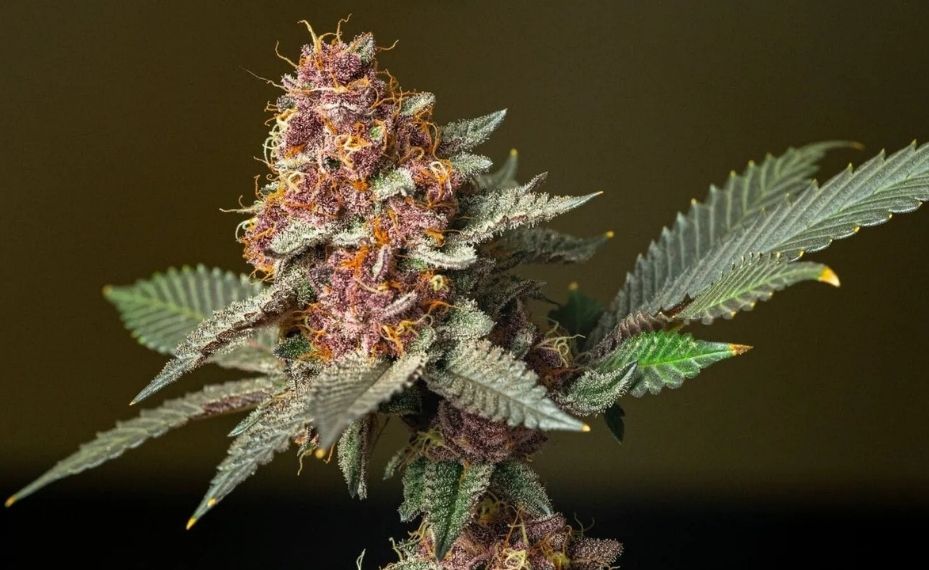 Marihuana en floración