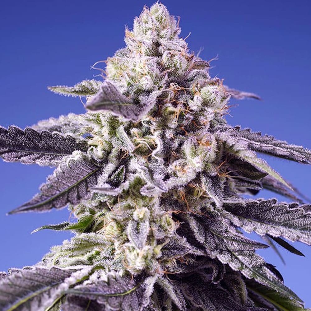 Permanent Jealousy XL Auto