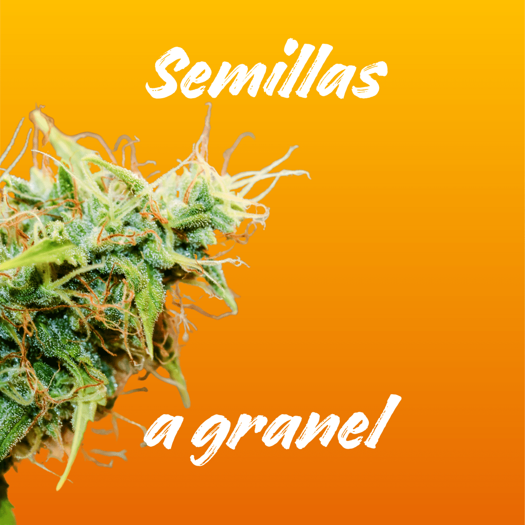 Semillas de marihuana a granel