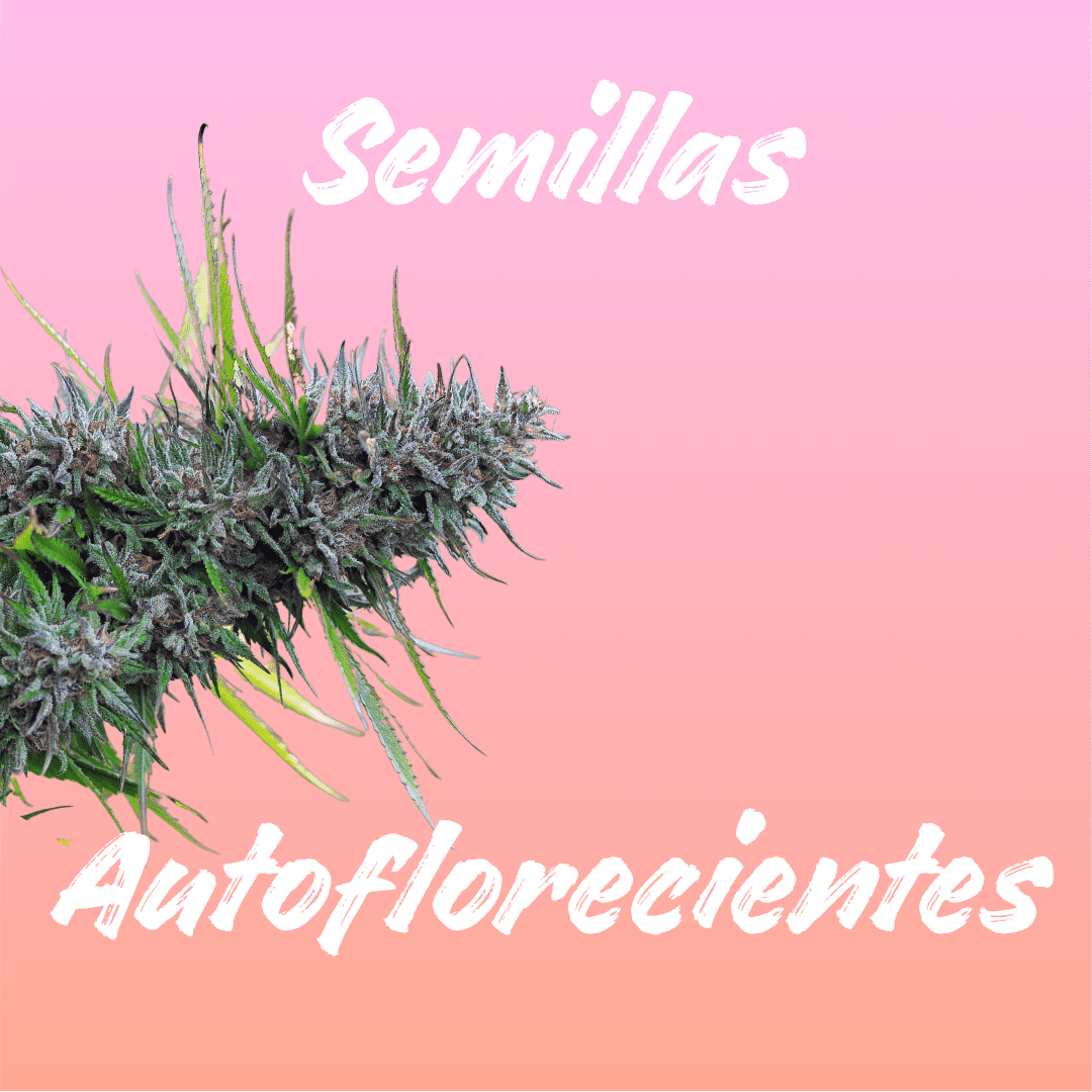 Semillas de marihuana autoflorecientes