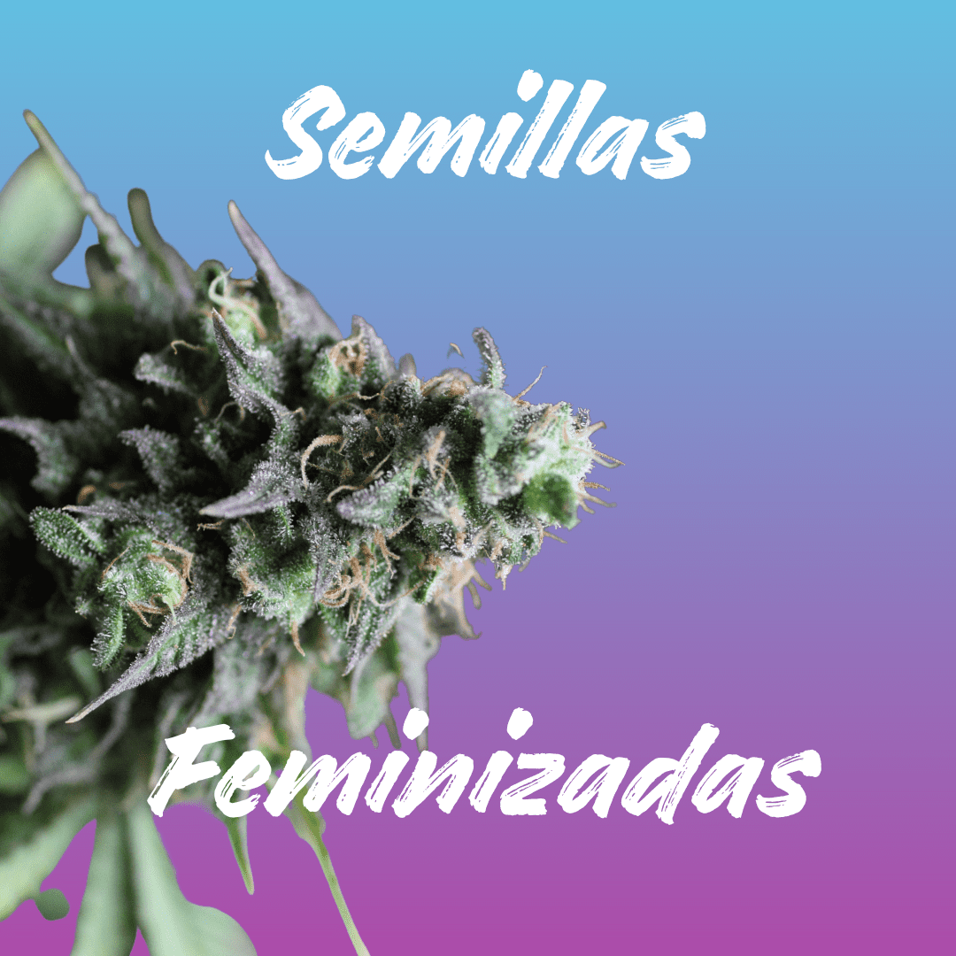 Semillas de marihuana feminizadas