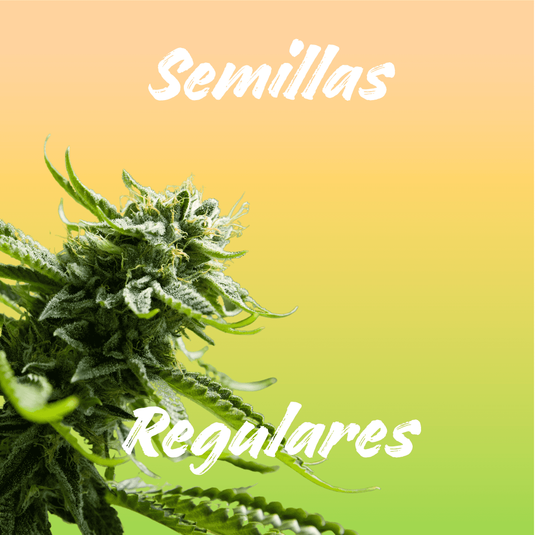 Semillas de marihuana regulares